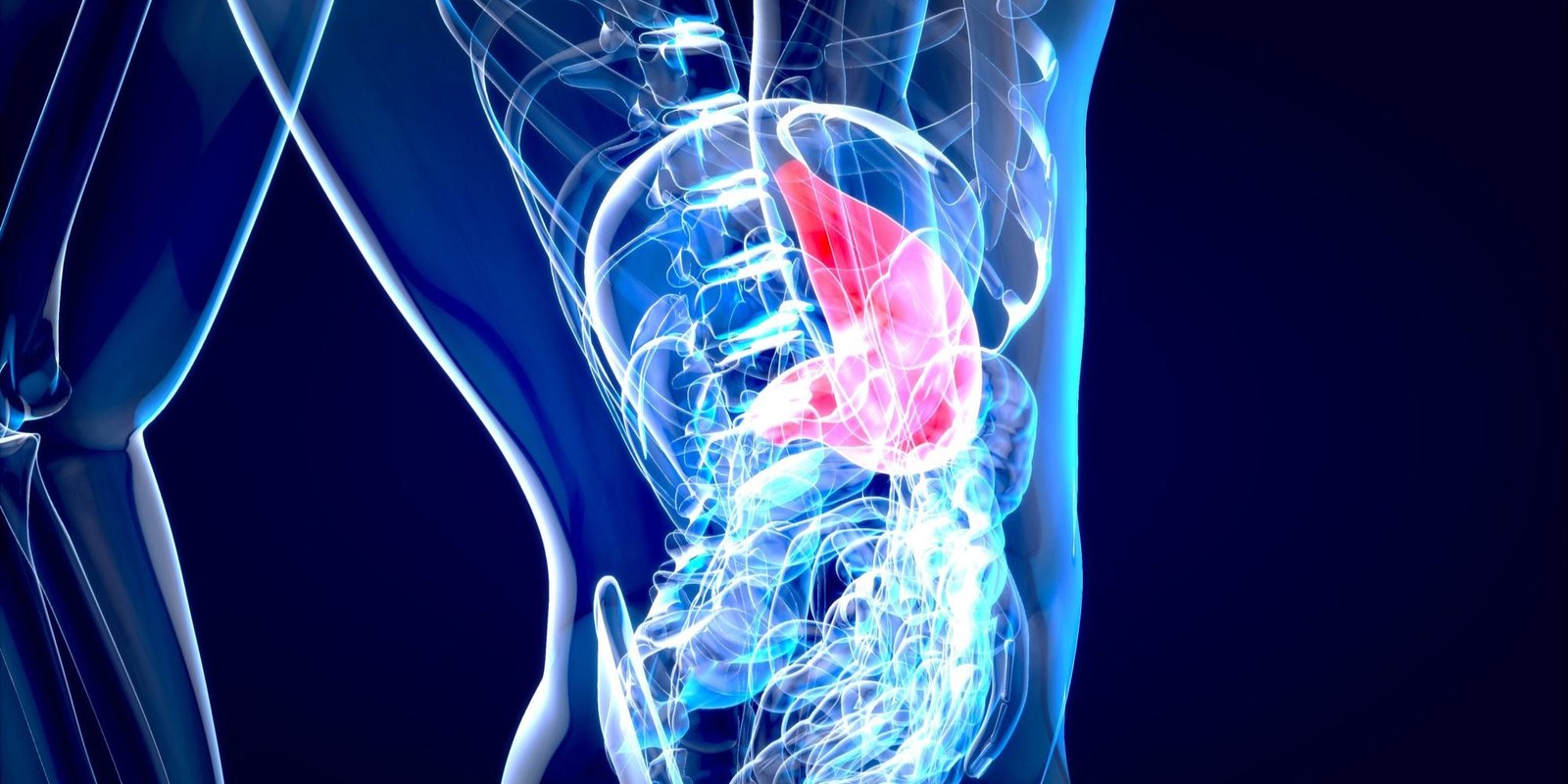 Stomach Wellness: Cultivating a Healthy Lifestyle