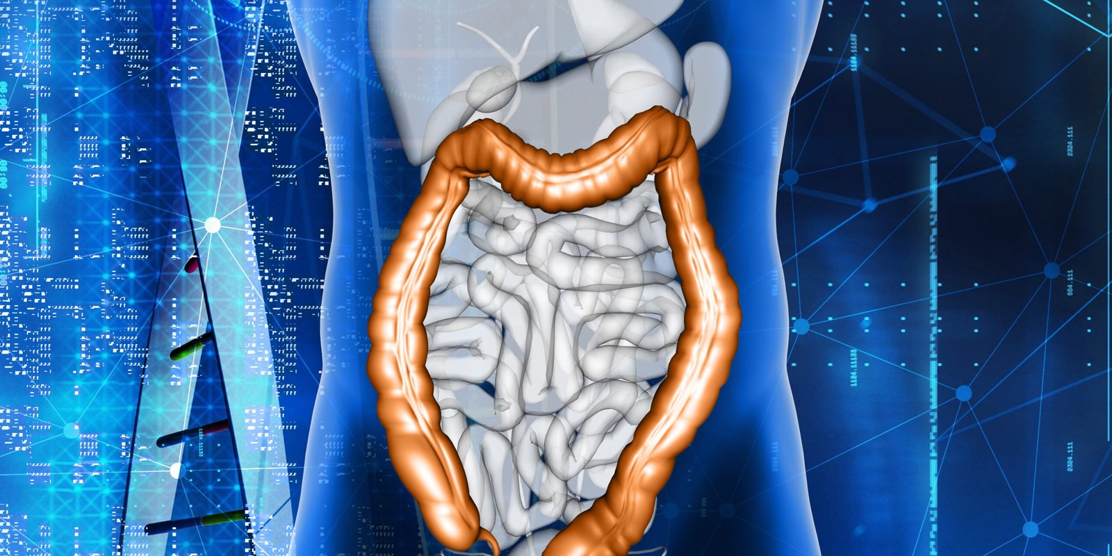 Exploring the Large Intestine’s Digestive Mastery: The Final Frontier