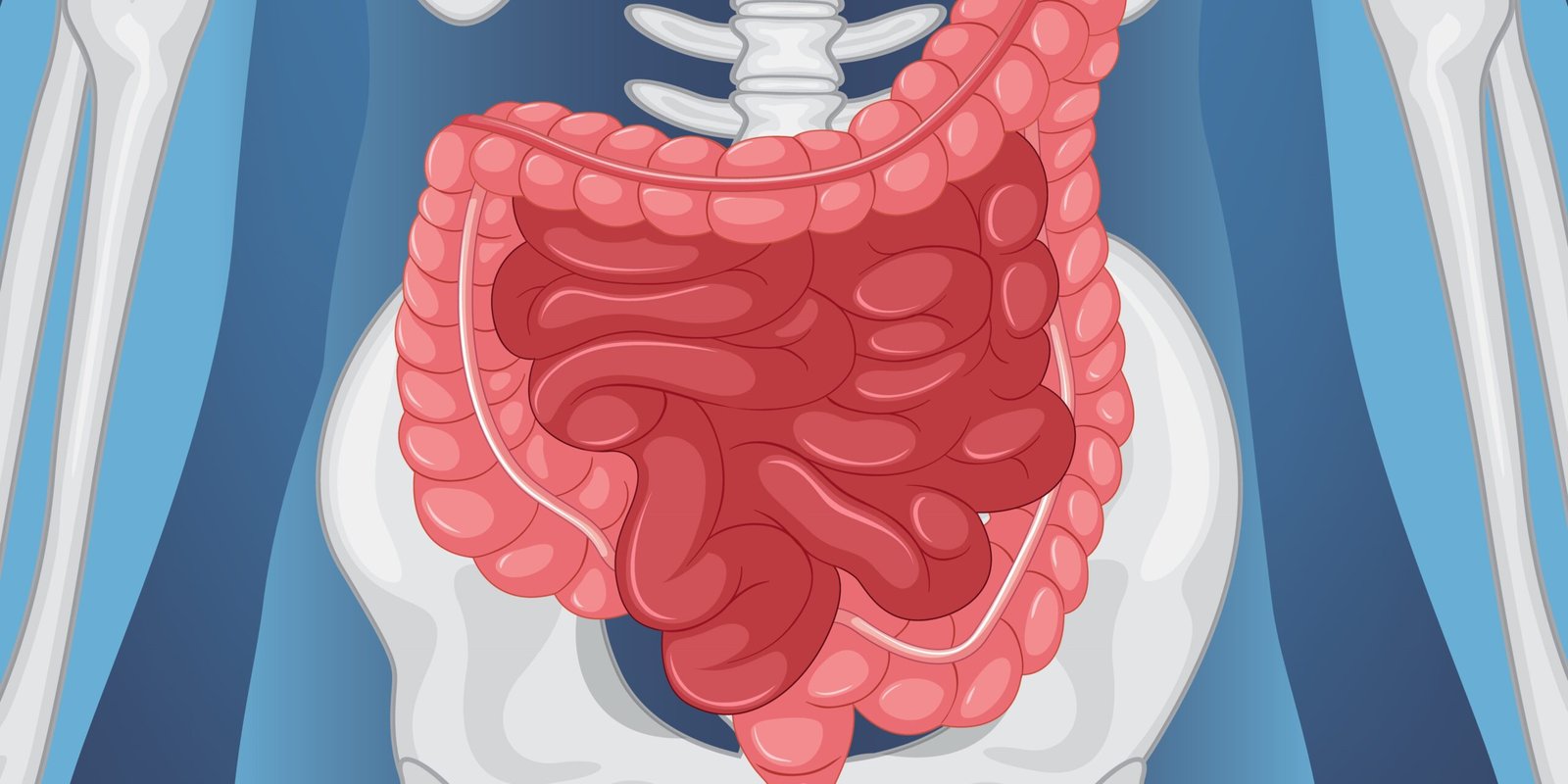 Unveiling the Small Intestine’s Secrets : Microscopic Marvels