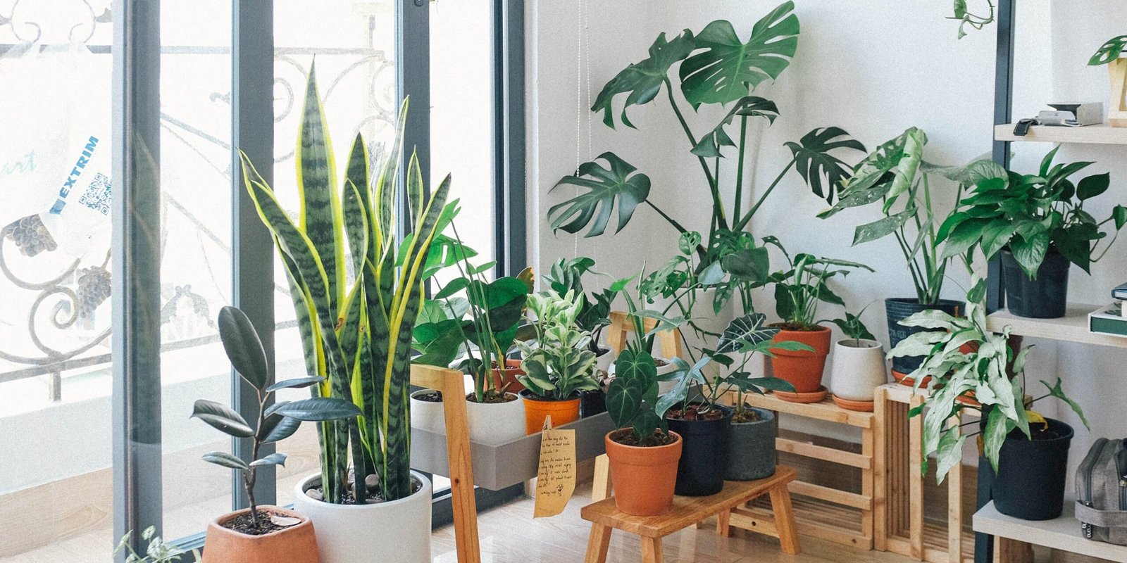 6 Essential Indoor Plant Care Tips: Nurturing Nature